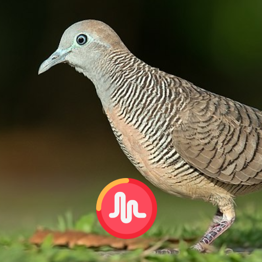 Zebra Dove Sounds