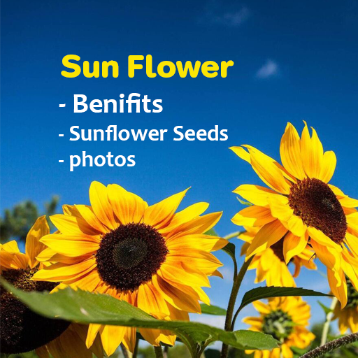 sun flower