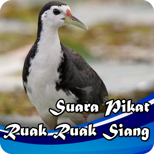 Suara Pikat Ruak Ruak Siang