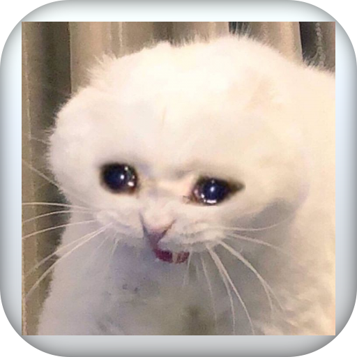 ميمز القطط المضحكة - funny cat