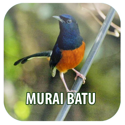 Masteran Kicau Murai Batu