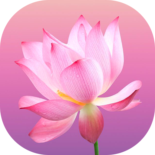 Flower Wallpapers and Backgrou