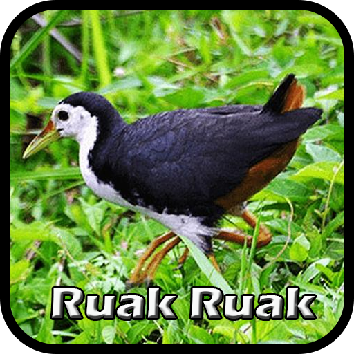 Suara Burung Ruak Ruak Malam