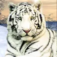 Wild White Tiger: Jungle Hunt 2021