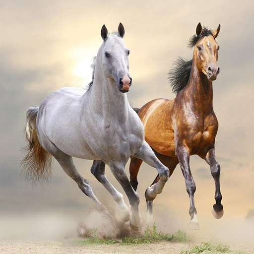 Horse Wallpaper HD