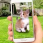 Pocket Cats: Catch & Collect