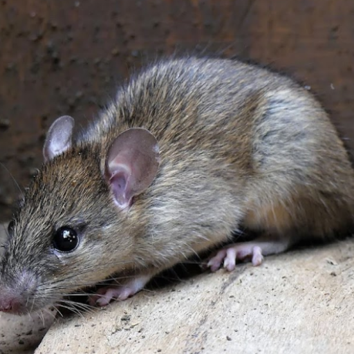 Sons de camundongo e rato