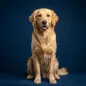 Dog Call Sounds