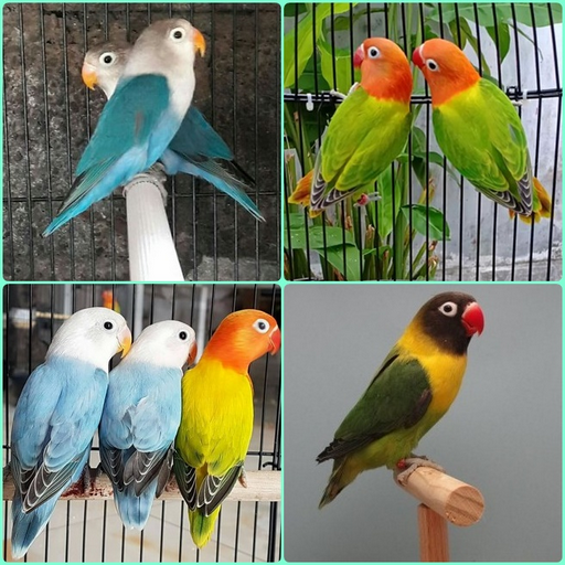 cultivating lovebird