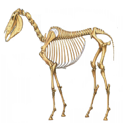 Anatomia Veterinária