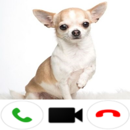 Chihuahua Dog Video Call