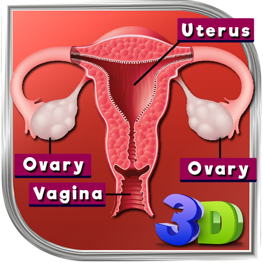 Female Reproductive System 3D