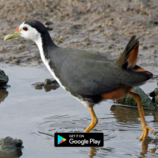 suara pemikat burung ruak ruak