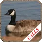 Goose hunting Calls