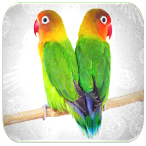 Love Birds Ringtones