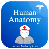 Human Anatomy Atlas - Anatomy