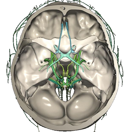 CT Scan Cross Sectional Anatom