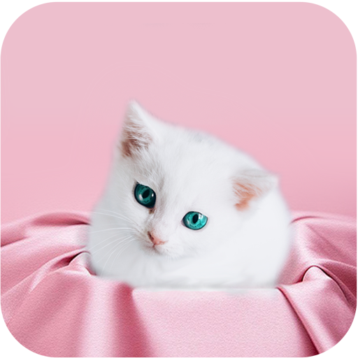 Cute Kitten Wallpapers