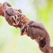 Sugar Glider Cute