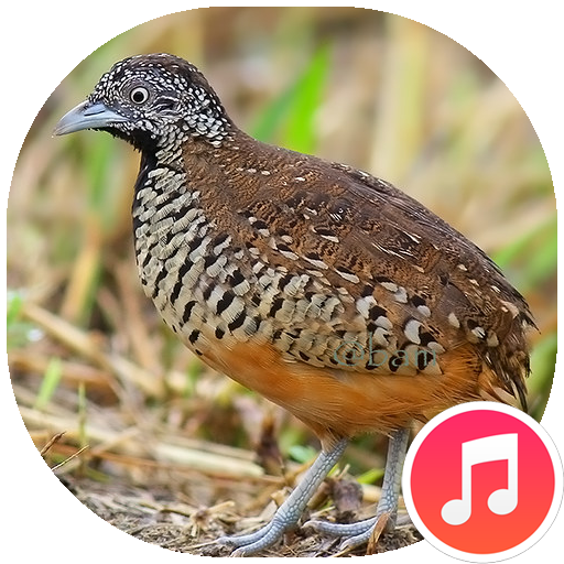 Buttonquail Sounds