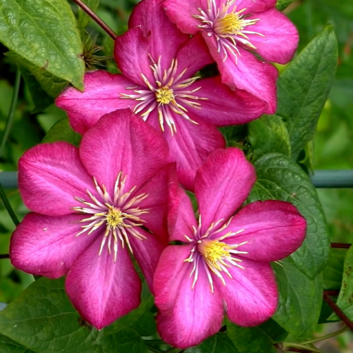 Flowers Live Wallpaper