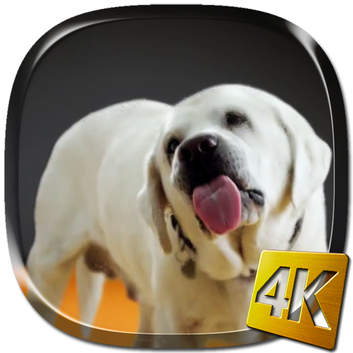 Собака Лижет Экран 4K