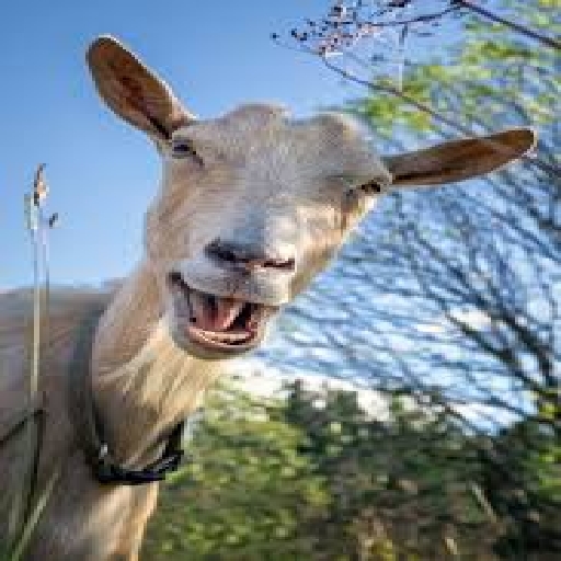 goat sound