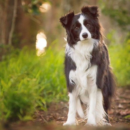 Border Collie Dog Wallpapers