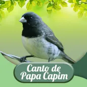 Download Canto De Papa Capim android on PC