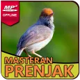 Suara Burung Prenjak Gacor