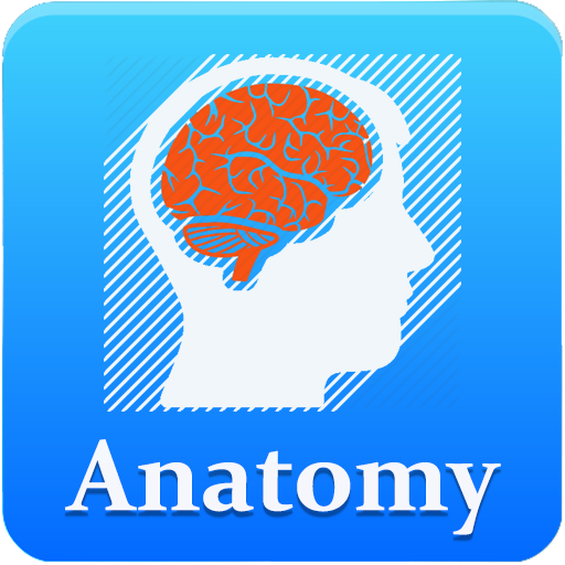 Anatomy Mnemonics  Offline (Free)