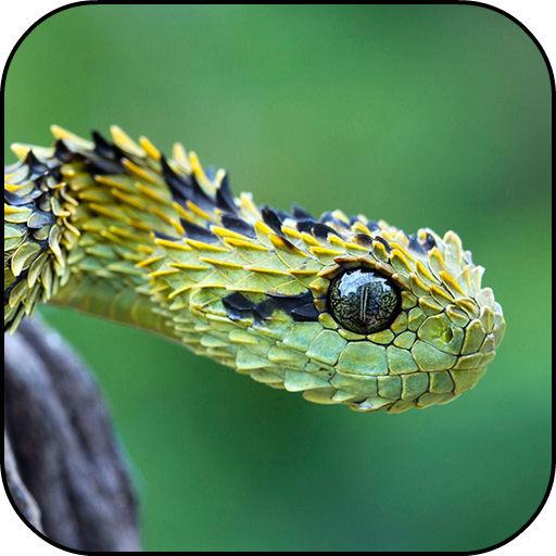 Fondos de Pantalla Serpiente