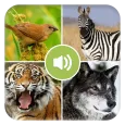 Real Animal Sounds