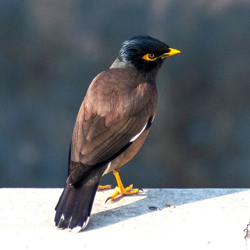 Mynas Bird Sounds