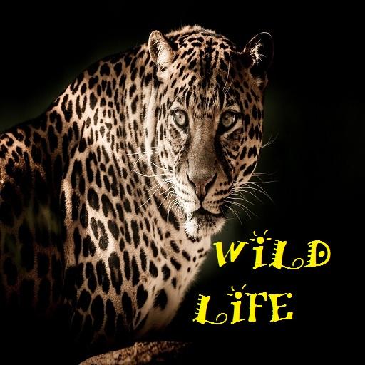 Wild Life