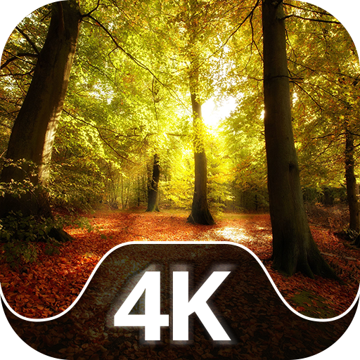 Hình nền rừng của bạn 4K