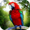 Jungle Parrot Simulator - try 