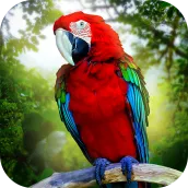 Jungle Parrot Simulator - 野生の鳥