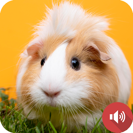 bunyi guinea pig