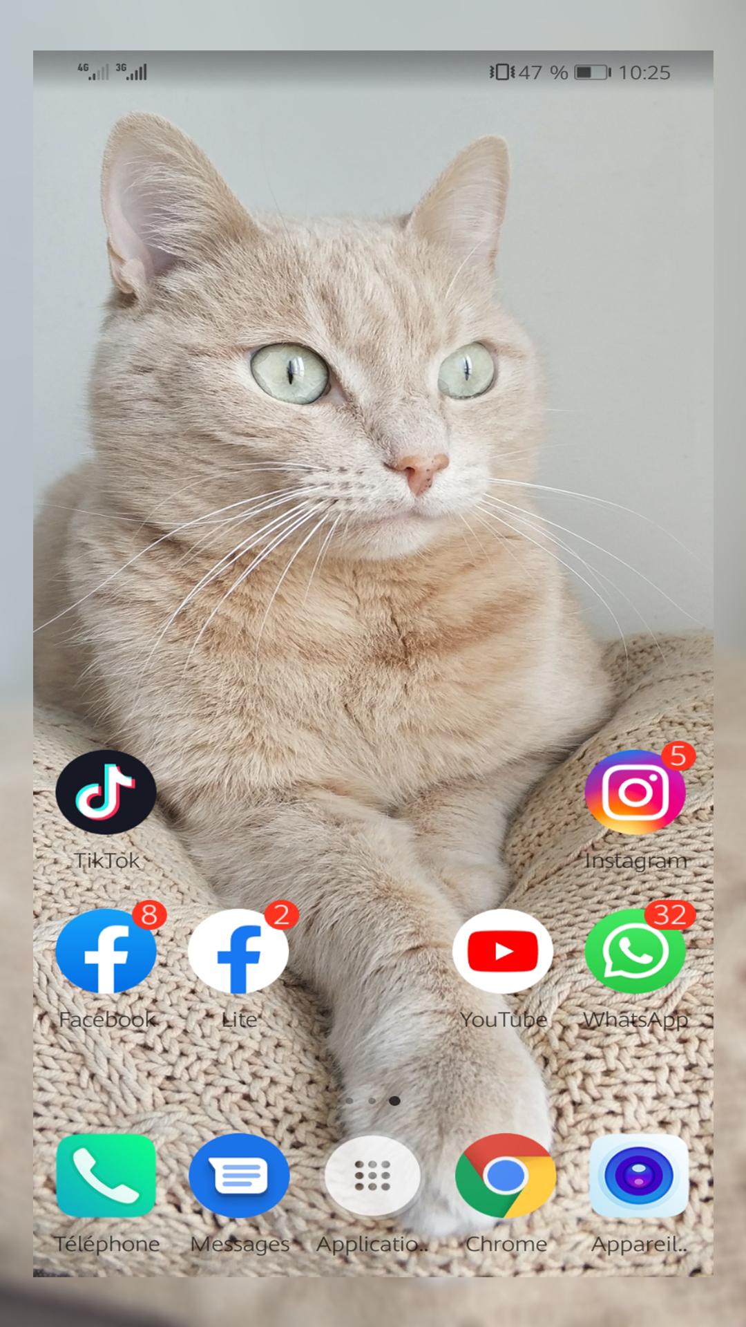 Download Cute Cats Wallpaper full hd android on PC