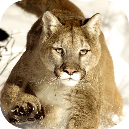 Cougar Wallpaper