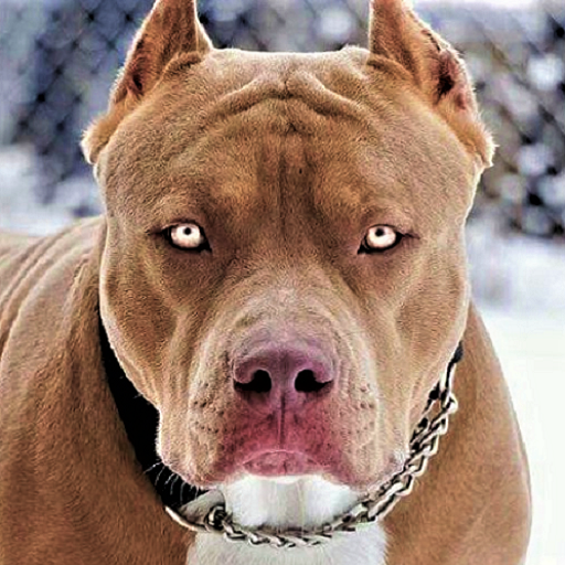 Pitbull Wallpaper HD