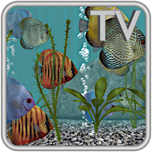 Discus Fish Aquarium TV Live