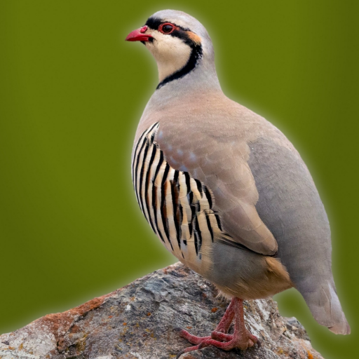 दलिया ध्वनि Chukar Partridge