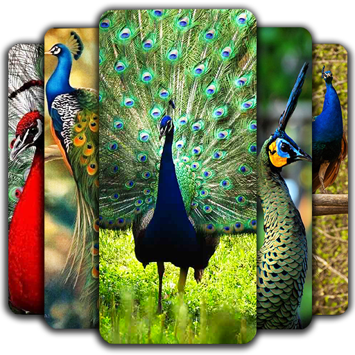 Peacock Wallpapers