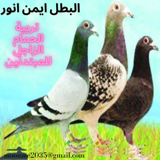 Breeding the hero pigeon Ayman