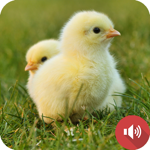 Chicks Sounds