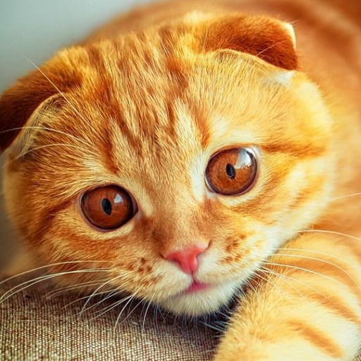 Cute Cat Wallpapers