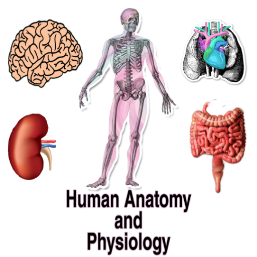 Human Anatomy and Physiology