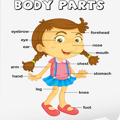 Human Body Parts